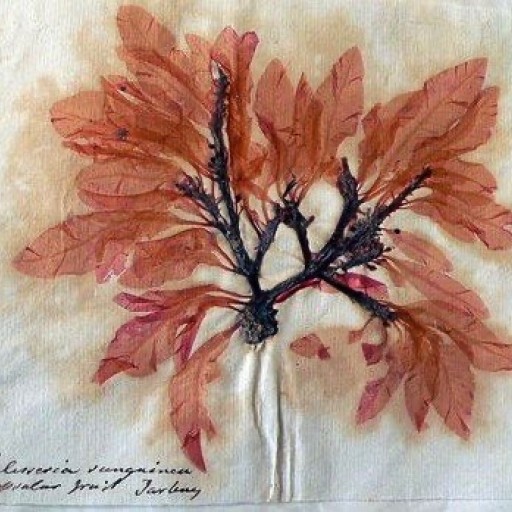 Seaweed collected by Amelia Griffiths from the collections in Torquay Museum.